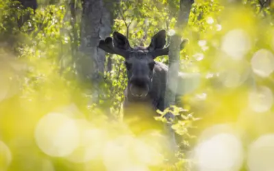 🦌 Elch in Deutschland – Tipps und Infos zu Sichtungen und Lebensraum