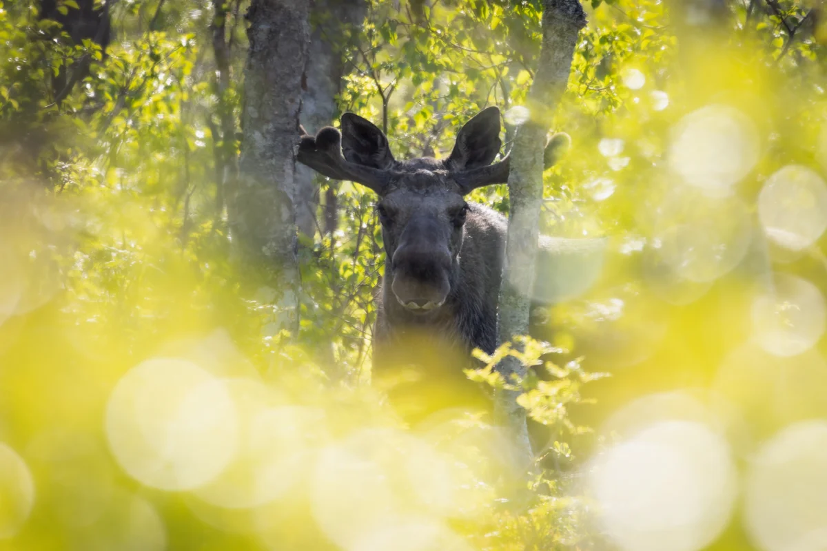 Elche in Deutschland - Wildtiere in Europa