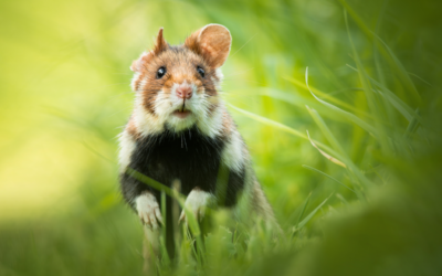 🐹 Feldhamster Lebensraum