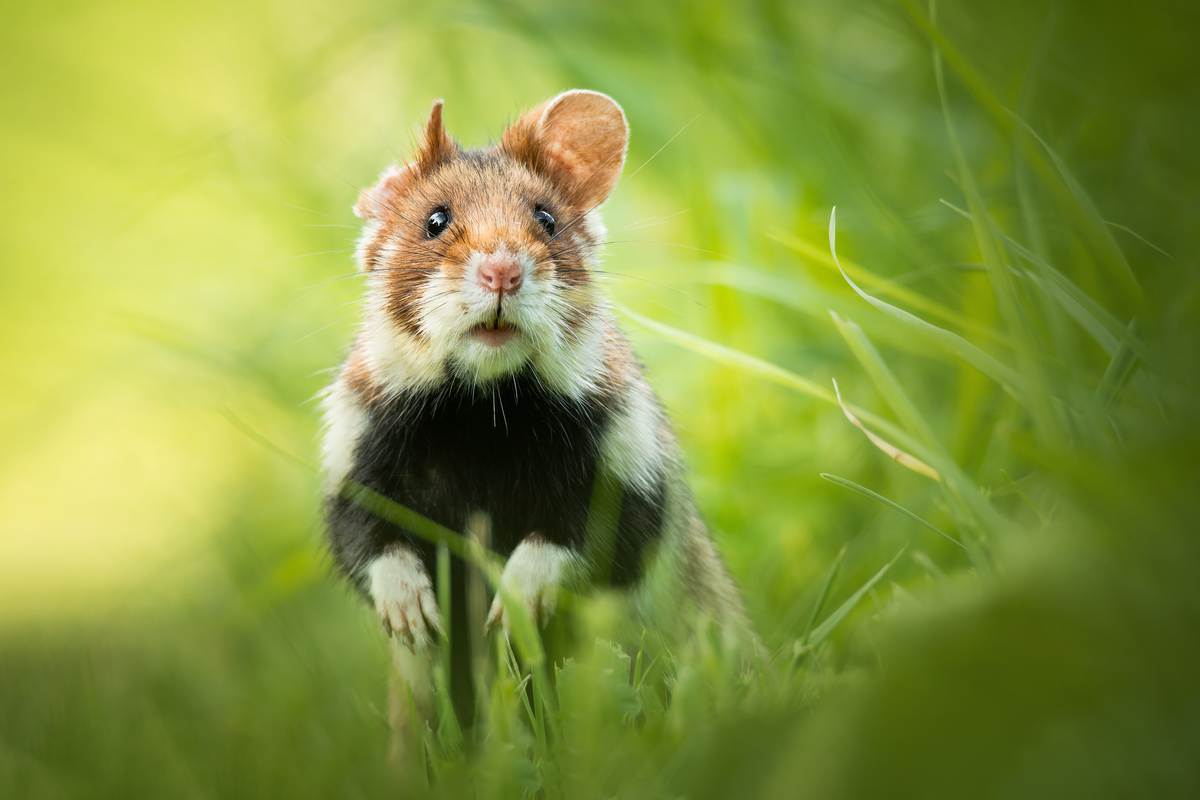 Feldhamster Lebensraum - Wildtiere in Europa