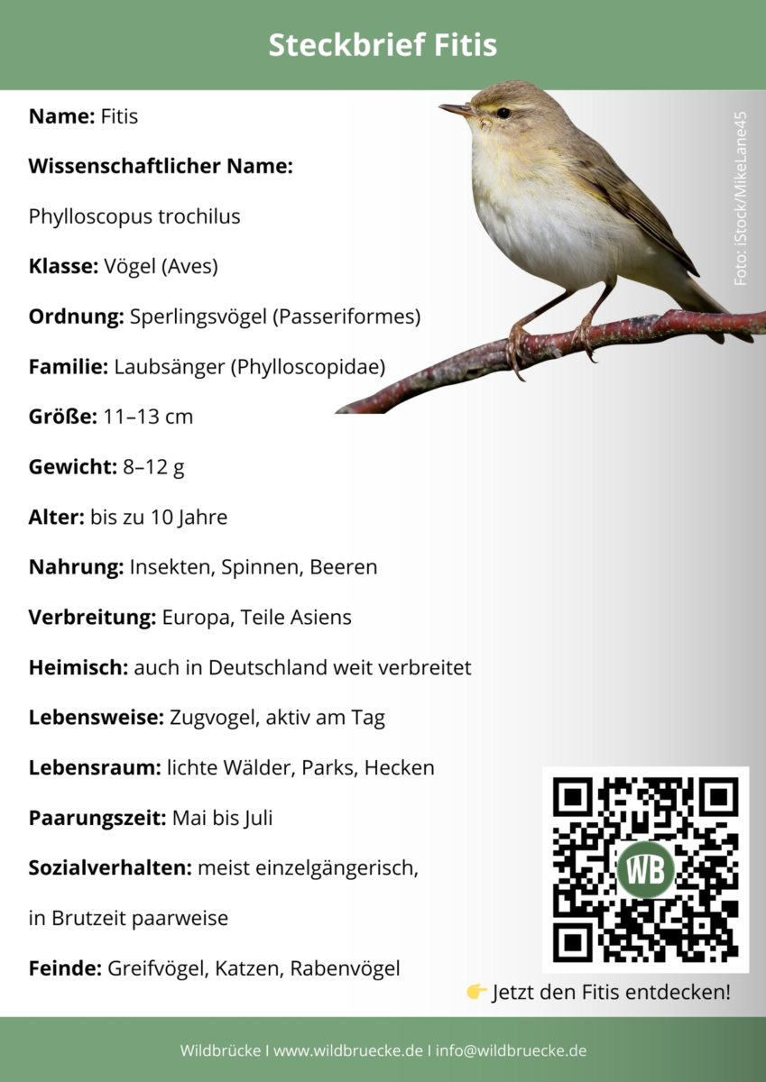 Fitis Steckbrief