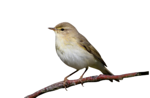 Fitis - Wildtiere in Europa