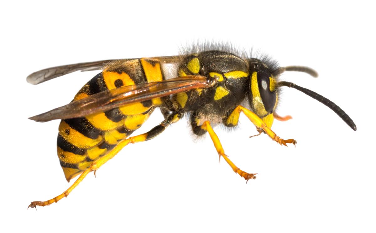 Gemeine Wespe (Vespula vulgaris) - Insekten in Europa