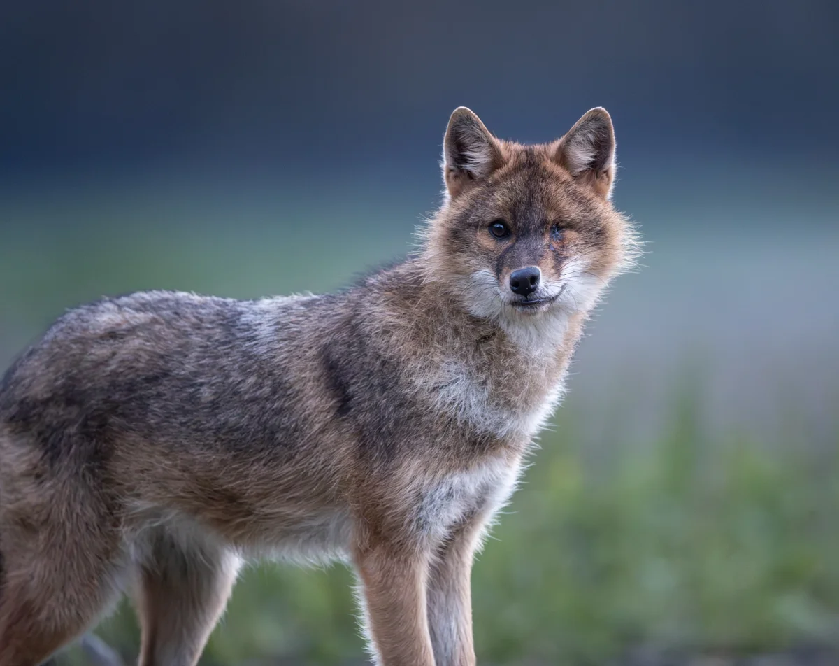 Goldschakal auf einer Wiese - Wildtiere in Europa