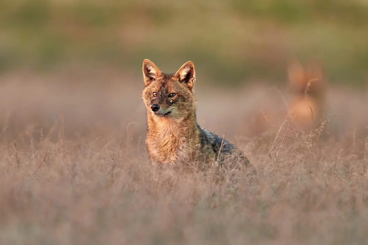Goldschakal schaut auf einer Wiese - Wildtiere in Europa