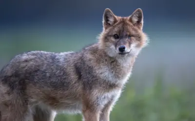 🐺 Goldschakal auf Sylt