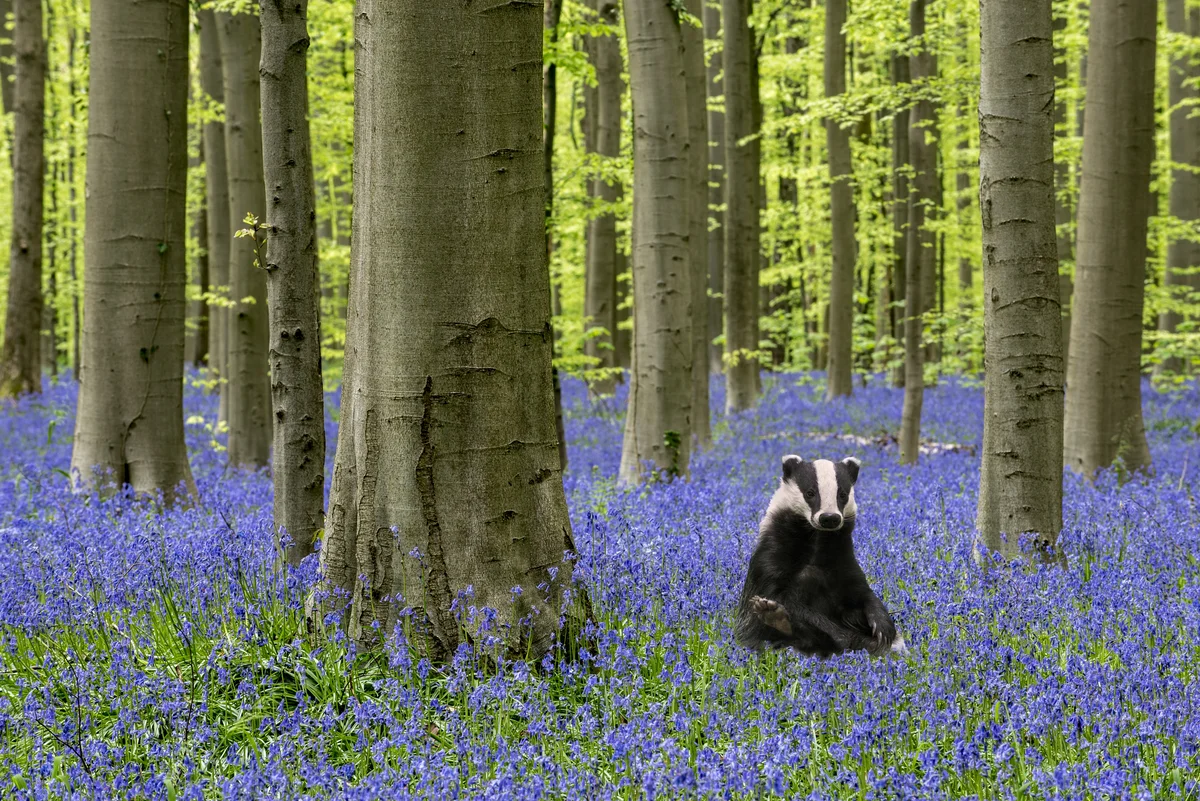 Hält der Dachs Winterschlaf - Wildtiere in Europa