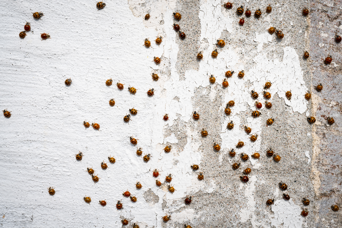 Hauswand voller Asiatischer Marienkäfer - Insekten in Europa Hauswand voller Asiatischer Marienkäfer - Insekten in Europa