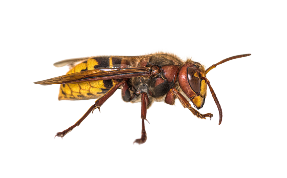 Hornisse - Insekten in Europa