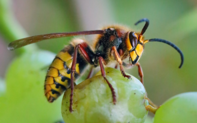 🐝 Hornisse Königin