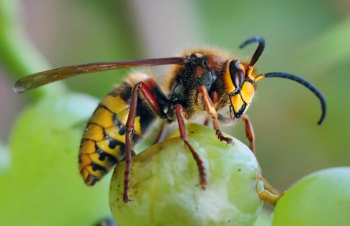 Hornisse Königin - Insekten in Europa Hornisse Königin - Insekten in Europa
