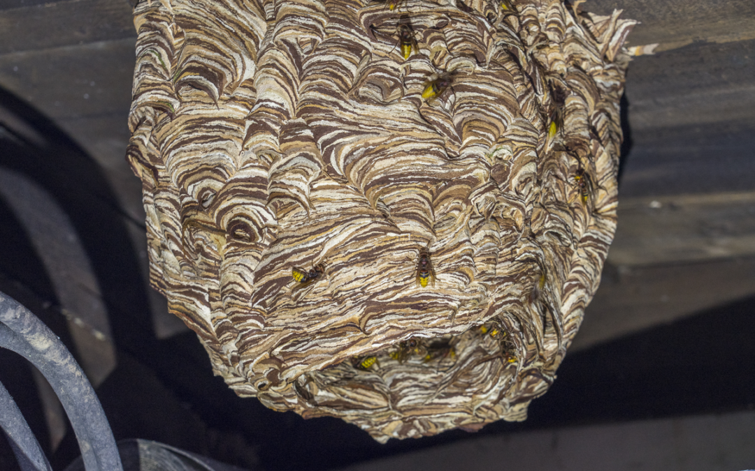 🐝 Hornisse Nest