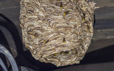 🐝 Hornisse Nest