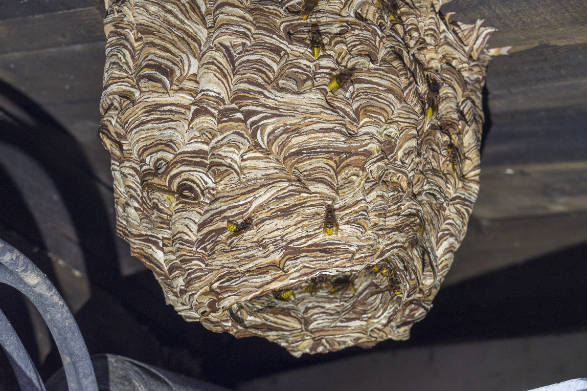 Hornisse Nest - Insekten in Europa