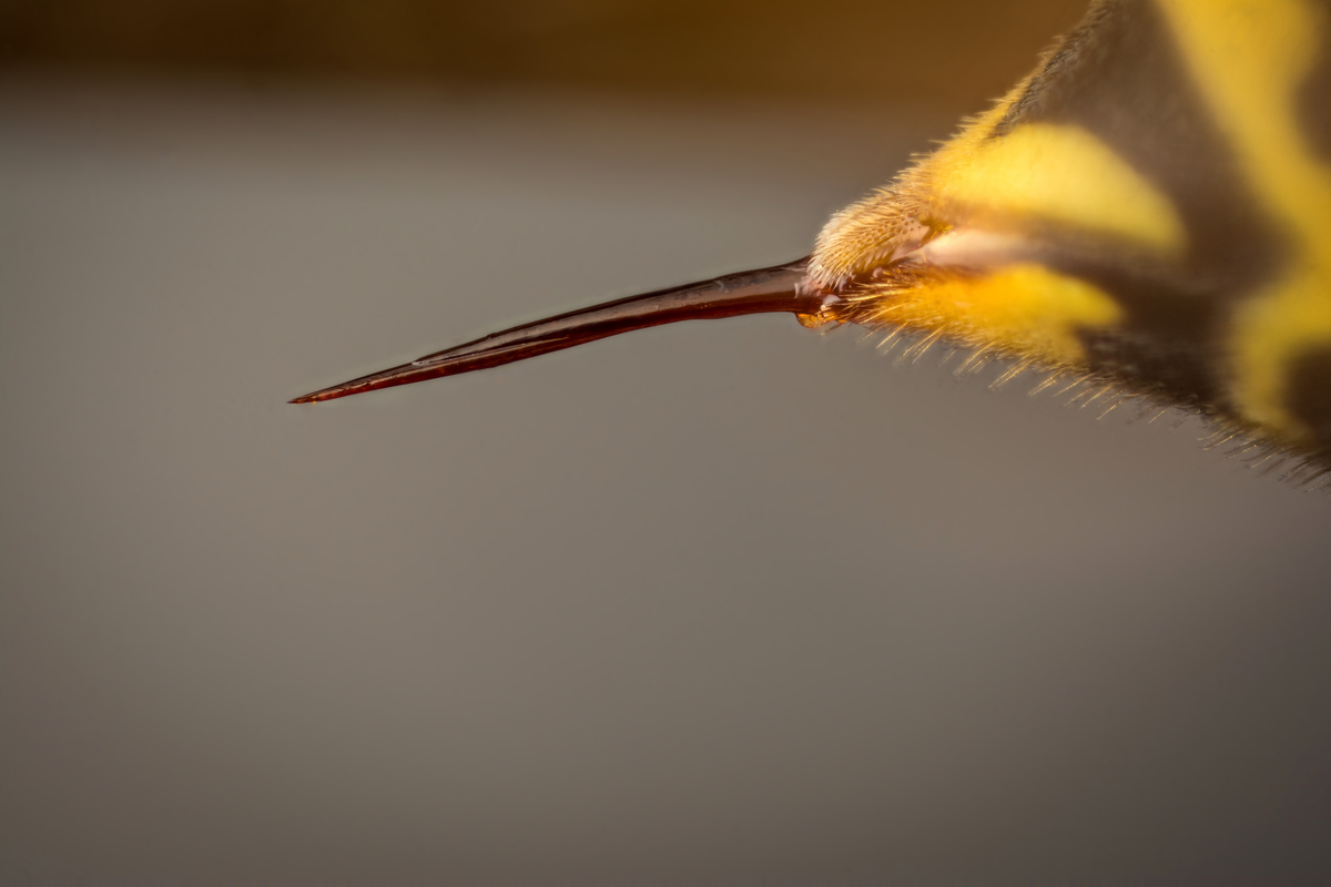 Hornisse Stachel - Insekten in Europa