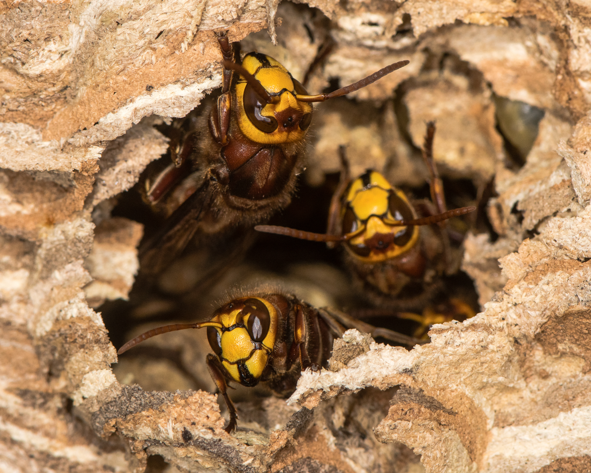 Hornissen am Nest - Insekten in Europa