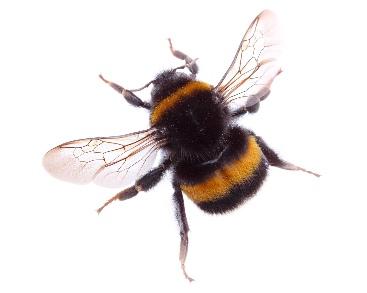 Hummel - Insekten in Europa