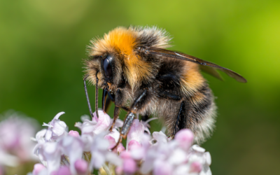 Hummel beißen oder stechen