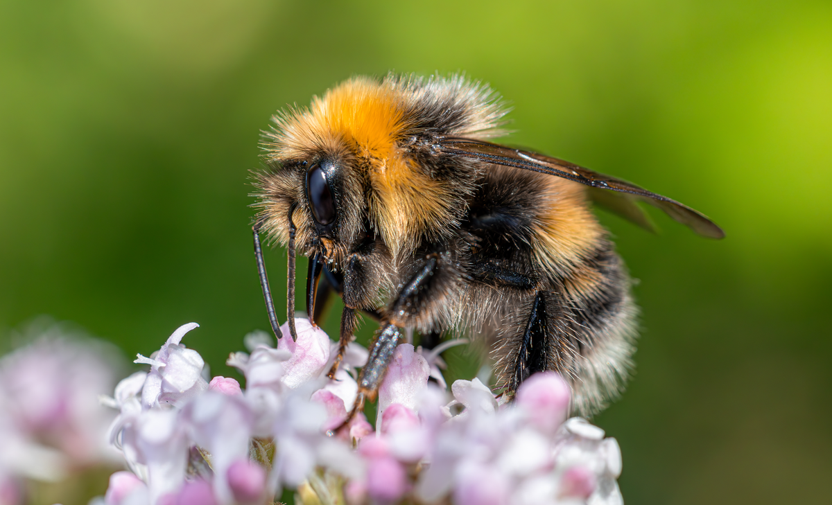 Hummel beißen oder stechen - Insekten in Europa