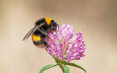 Hummel stechen