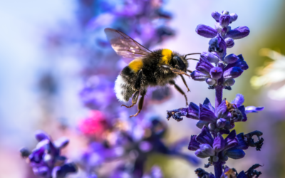 🐝 Hummel Artenbestimmung