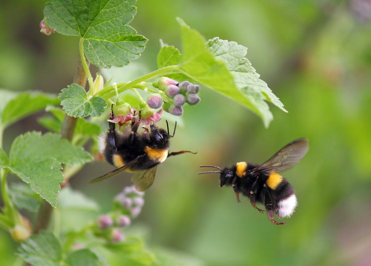 Kann die Hummel stechen - Insekten in Europa Kann die Hummel stechen - Insekten in Europa