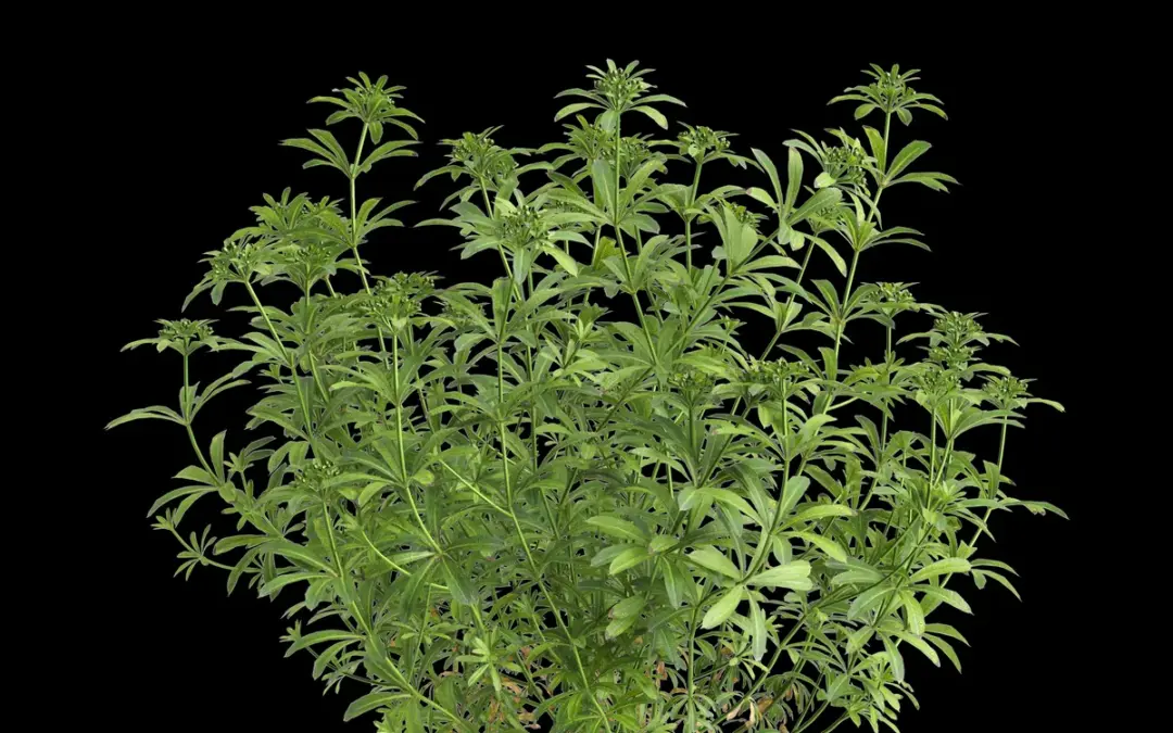 Taubenschwänzchen Raupe Futterpflanze