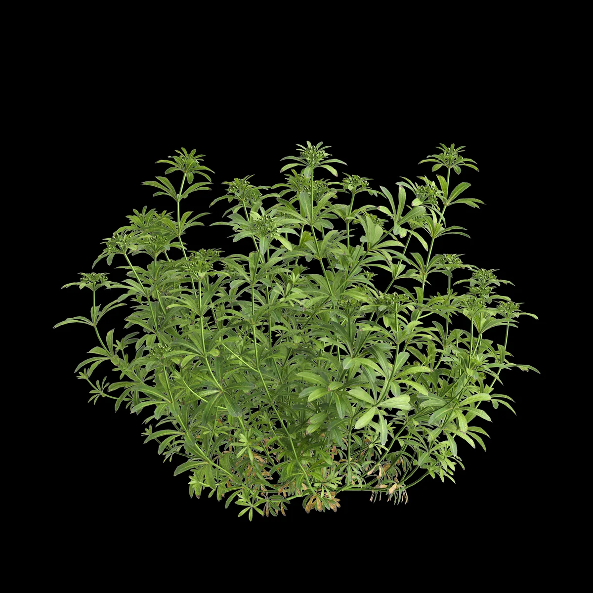 Kletten-Labkraut Galium aparine - Taubenschwänzchen Raupe Futterpflanze - Insekten in Europa
