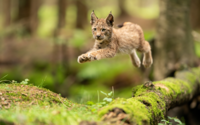 Luchs Nachwuchs im Harz