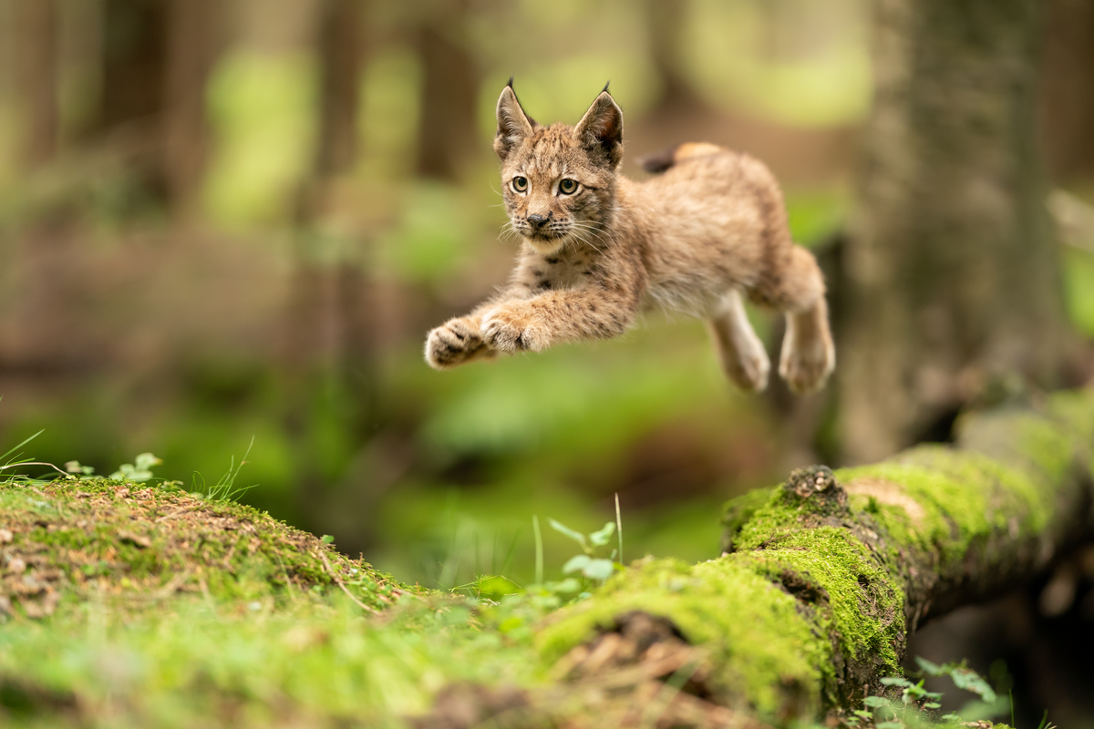 Luchs Nachwuchs im Harz - Wildtiere in Europa Luchs Nachwuchs im Harz - Wildtiere in Europa