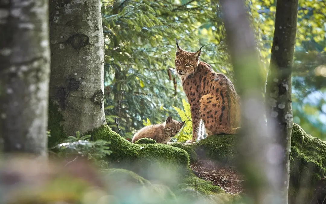 Warum die Luchs Ohren so besonders sind