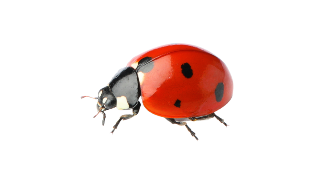 Marienkäfer