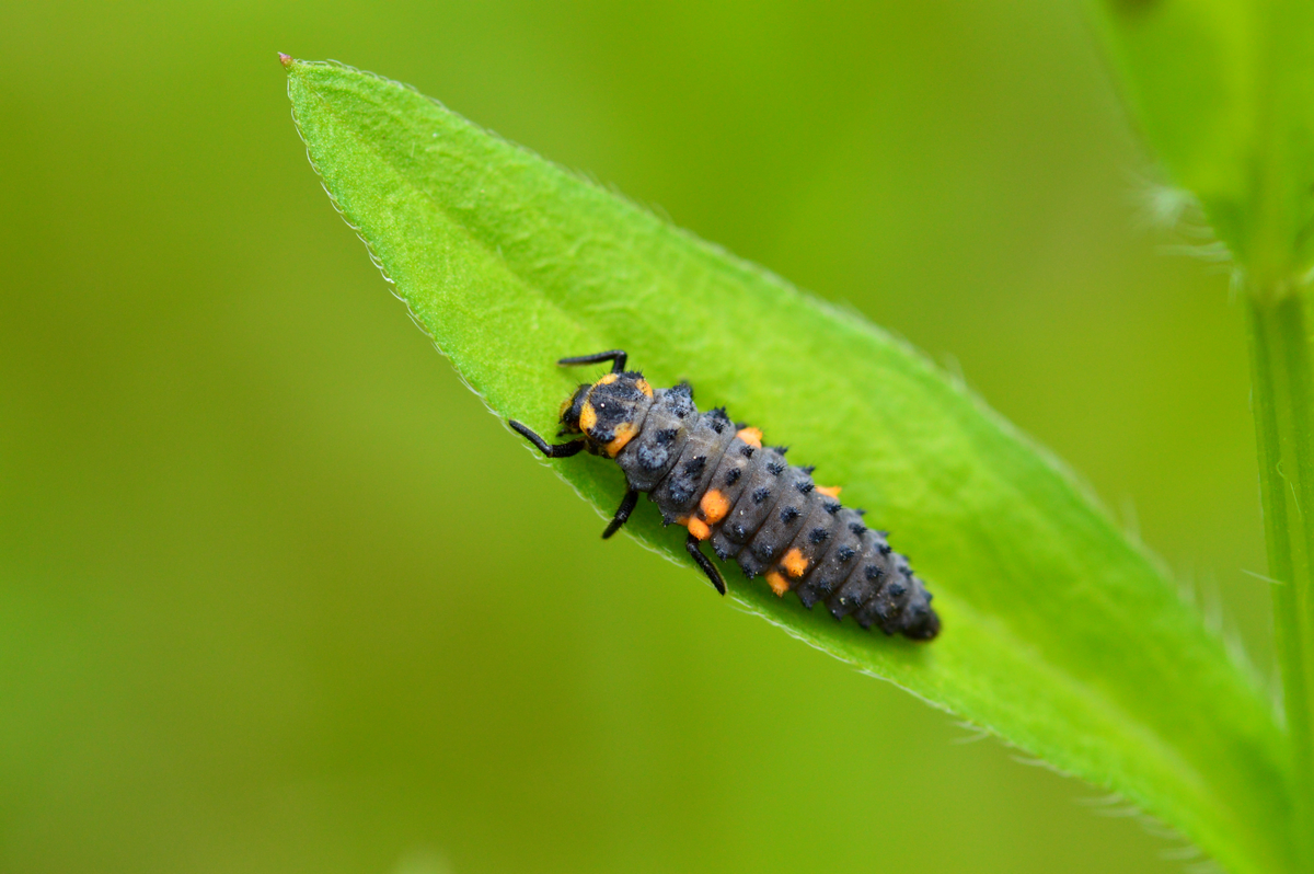 Marienkäfer Larve - Insekten in Europa