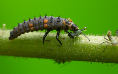 🐞 Marienkäfer Larven