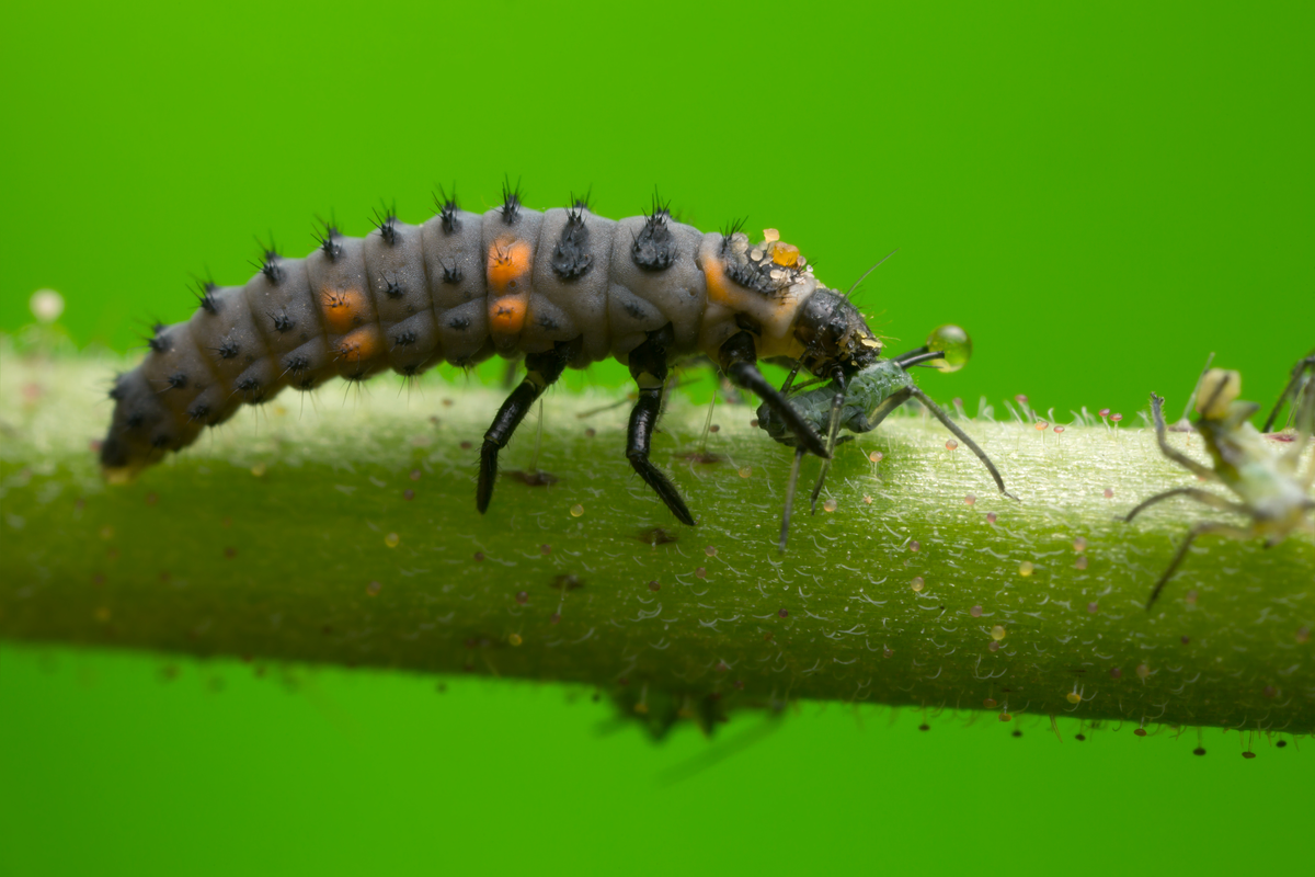 Marienkäfer Larven - Insekten in Europa