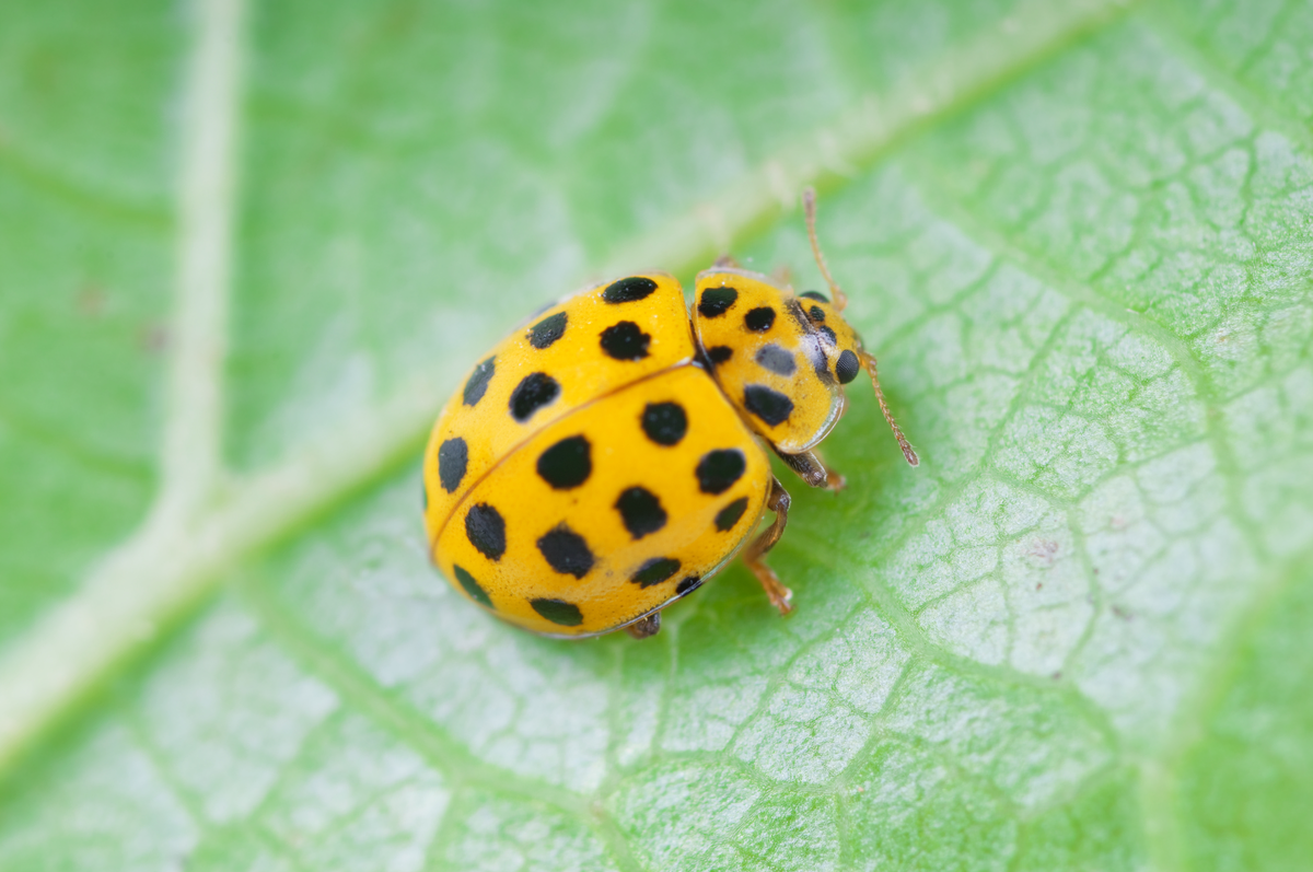 Marienkäfer gelb - Insekten in Europa Marienkäfer gelb - Insekten in Europa