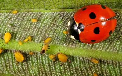 🐞 Was essen Marienkäfer