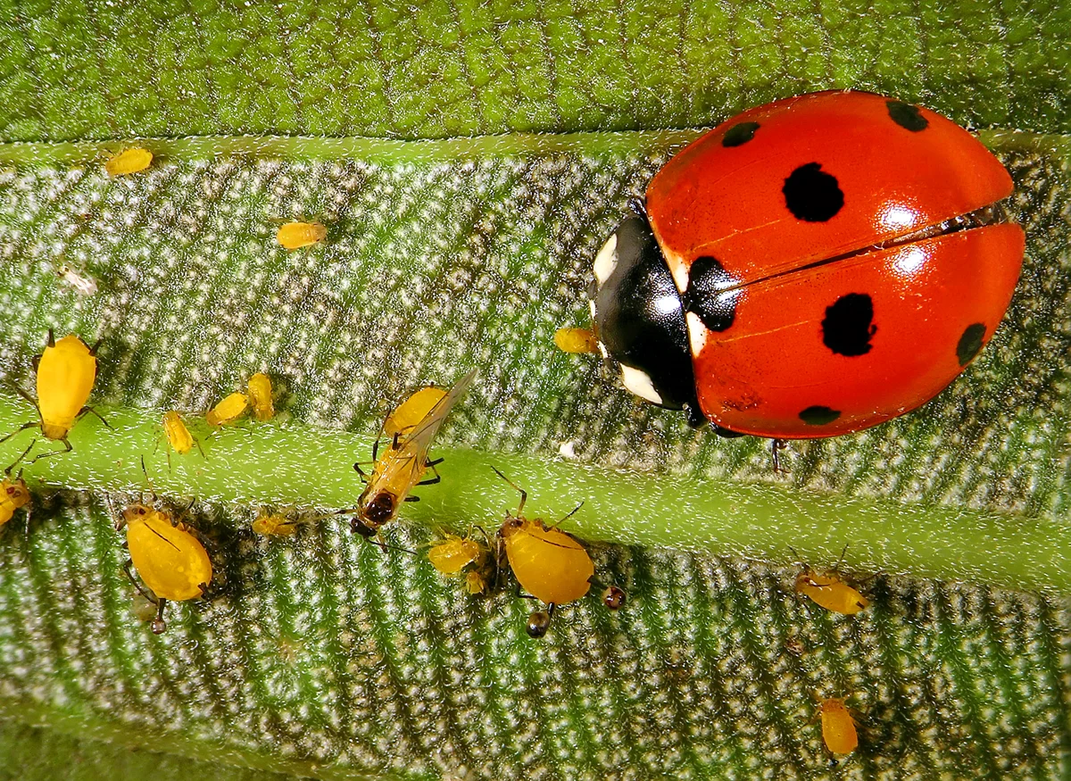 Marienkäfer mit Blattläusen - Insekten in Europa