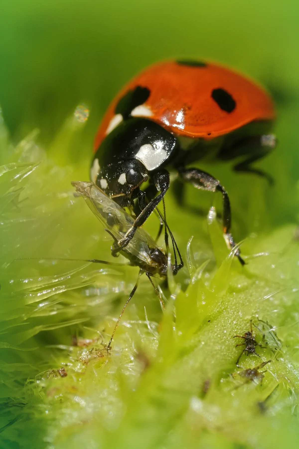 Marienkäfer mit Blattlaus - Insekten in Europa
