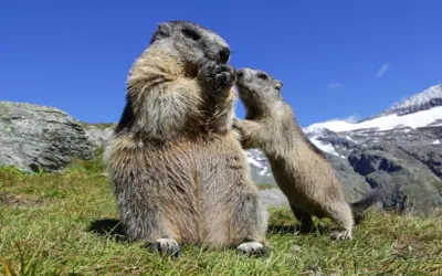 🐾 Murmeltier Babys