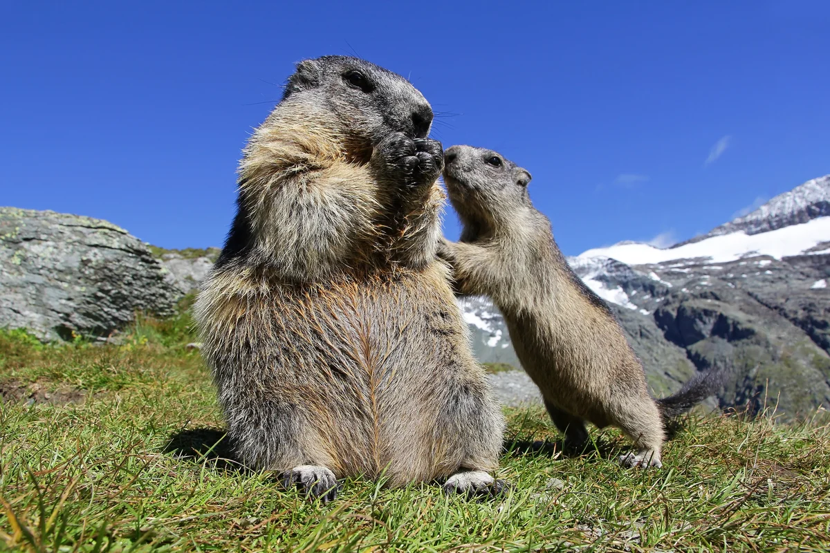 Murmeltier Babys - Wildtiere in Europa