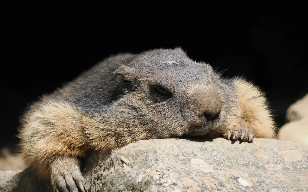 🐾 Murmeltier schlafen – so überstehen die Alpenbewohner den Winter