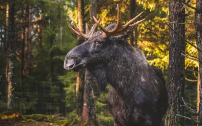 🦌 Nordischer Hirsch Elch – alles, was du über den Giganten der Wälder wissen musst