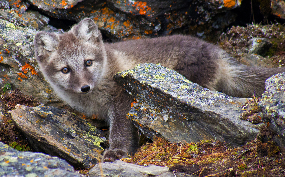 🦊 Polarfuchs in Finnland: Ein Hoffnungsschimmer