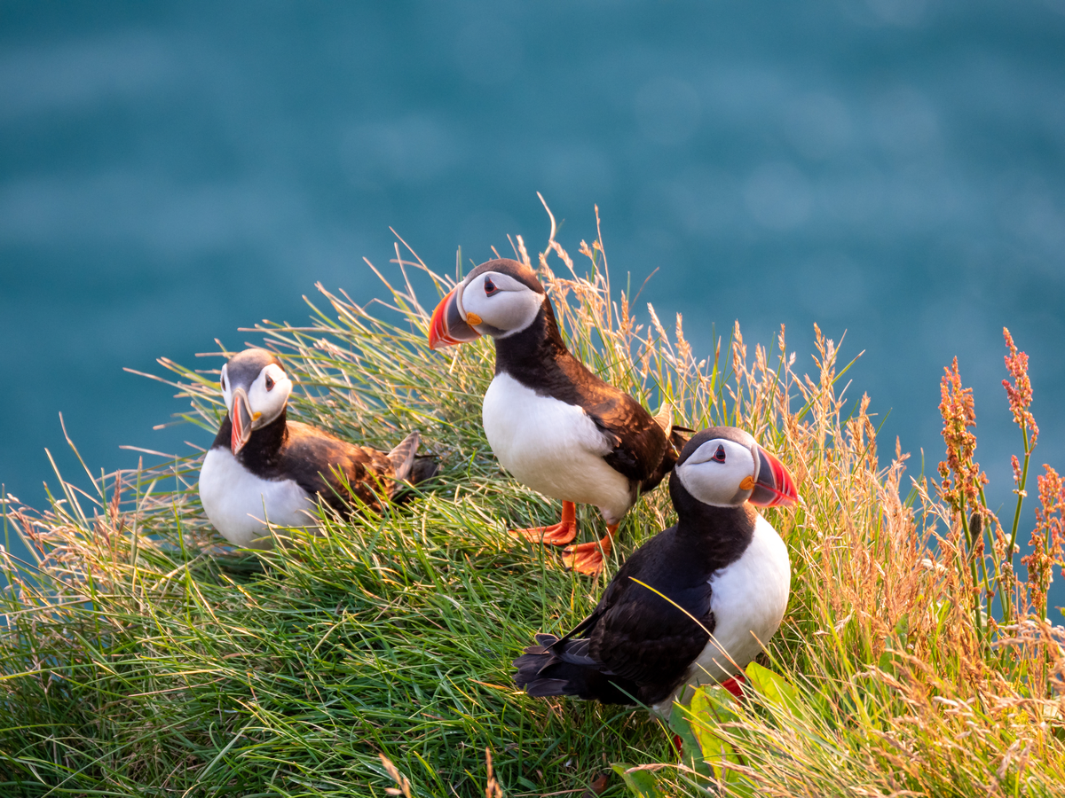 Puffins an eine Klippe - Vögel in Europa Puffins an eine Klippe - Vögel in Europa