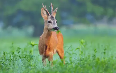🦌 Reh Geweih – So erkennst du Entwicklung und Besonderheiten
