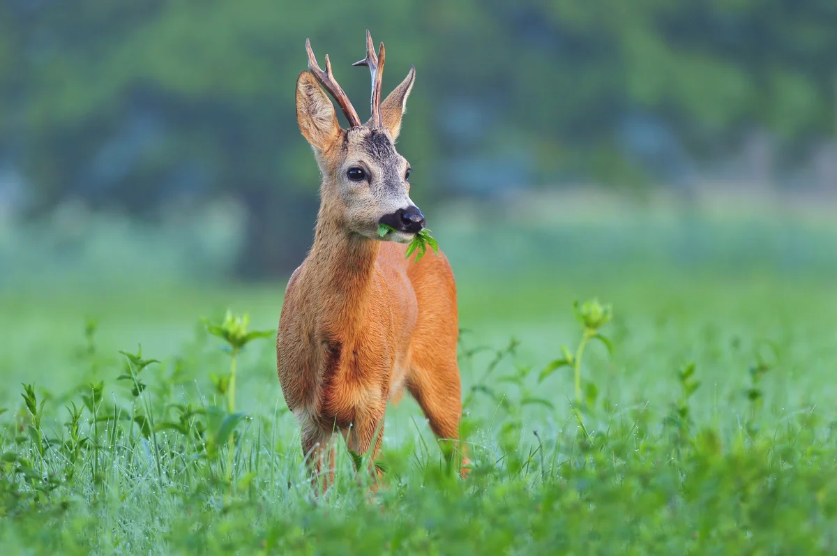 Reh Geweih - Wildtiere in Europa