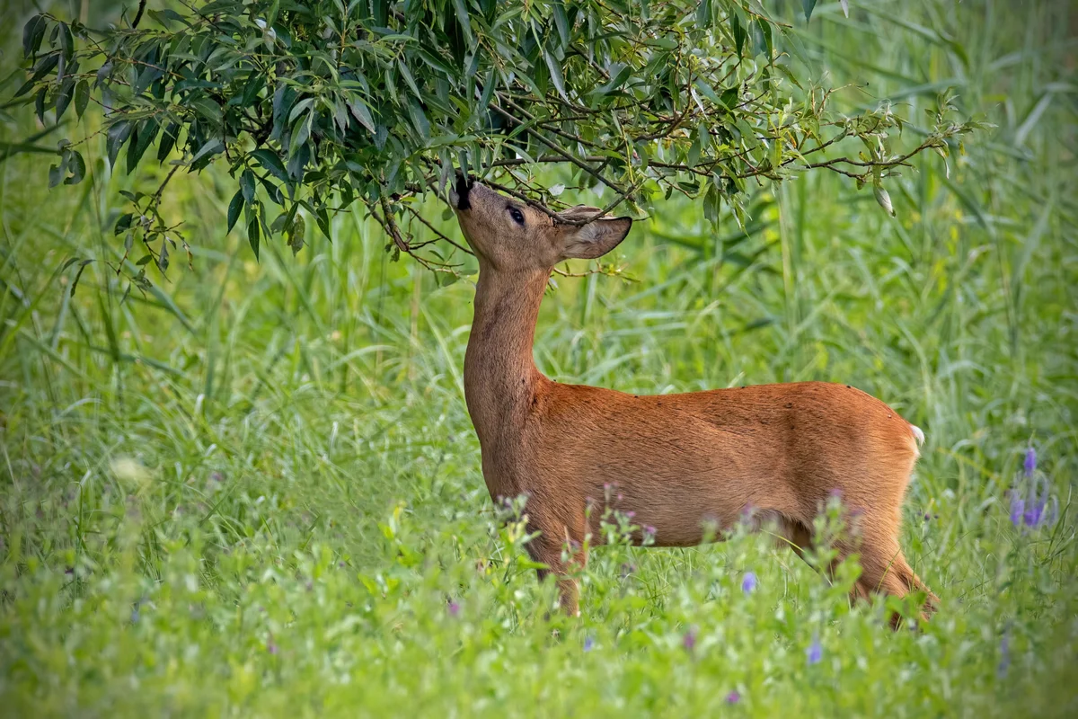 Reh Nahrung - Wildtiere in Europa Reh Nahrung - Wildtiere in Europa