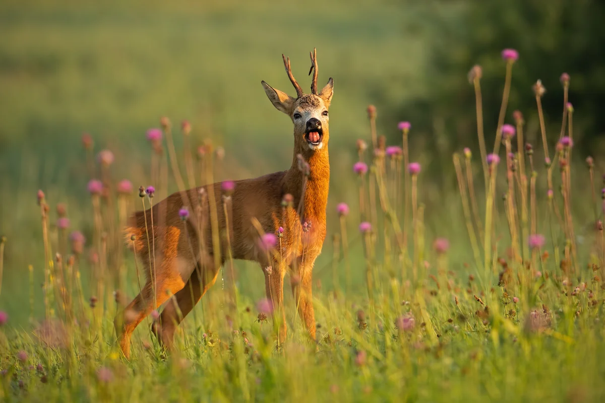 Reh bellen - Wildtiere in Europa