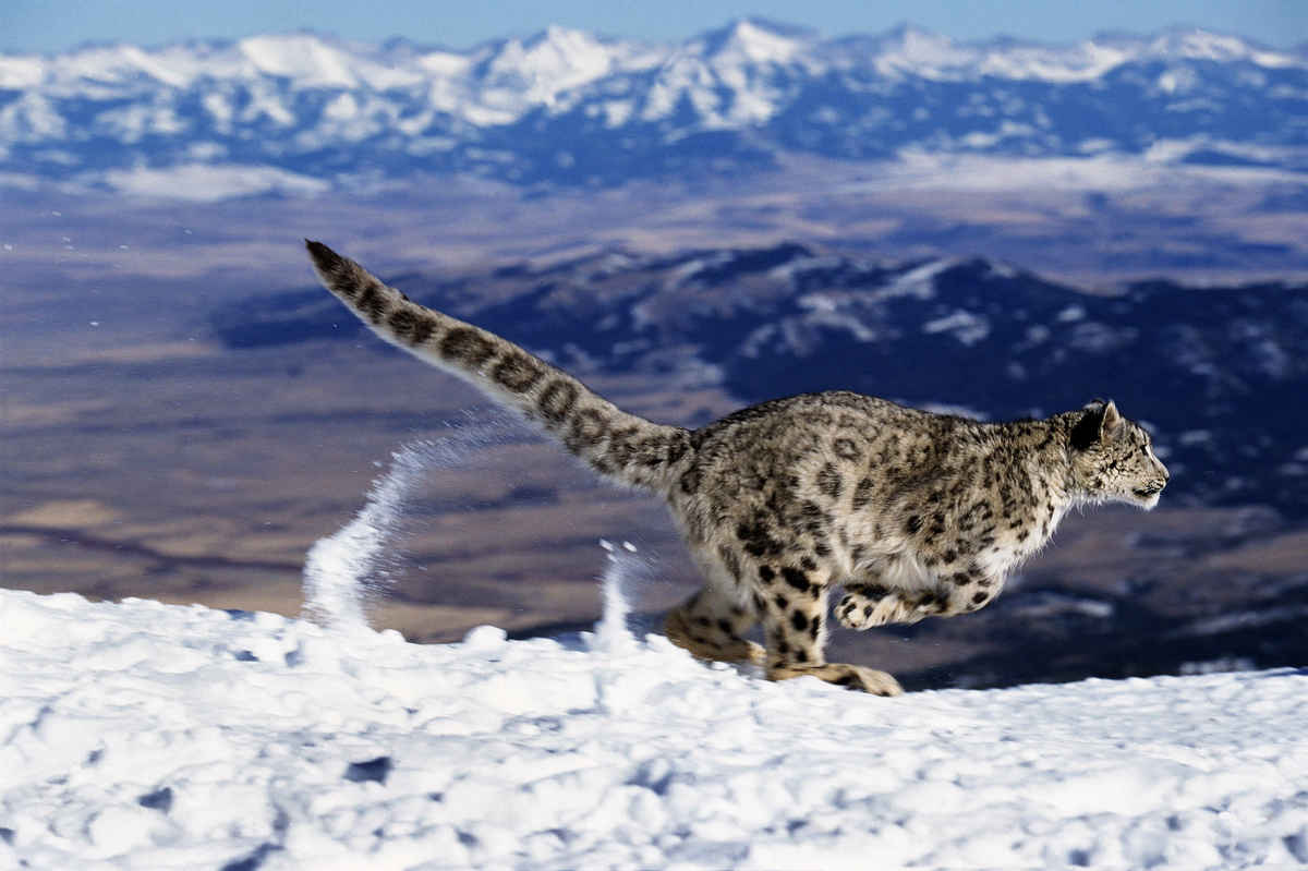 Schneeleopard - Wildtiere Schneeleopard - Wildtiere